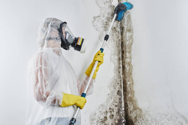 Best Mold Testing  in Anoka, MN