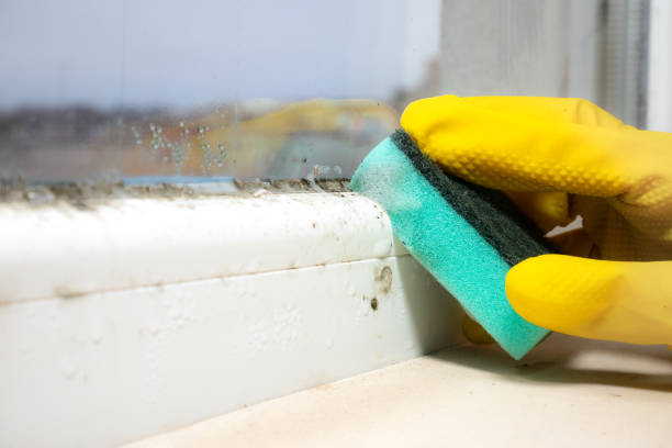 Best Mold Remediation  in Anoka, MN