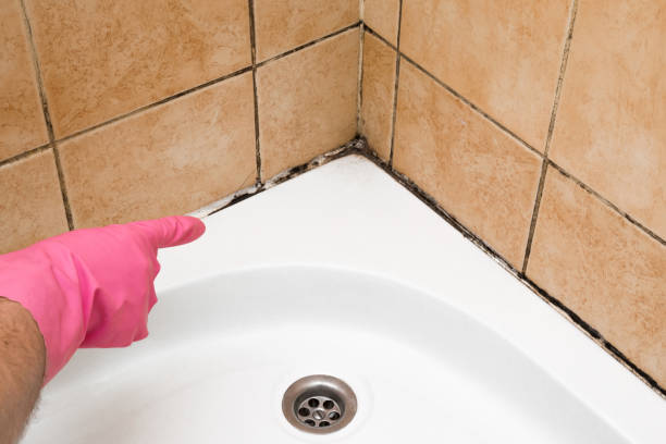 Best Fast Mold Removal  in Anoka, MN
